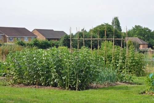 beans at White Lion Allotments, Amersham