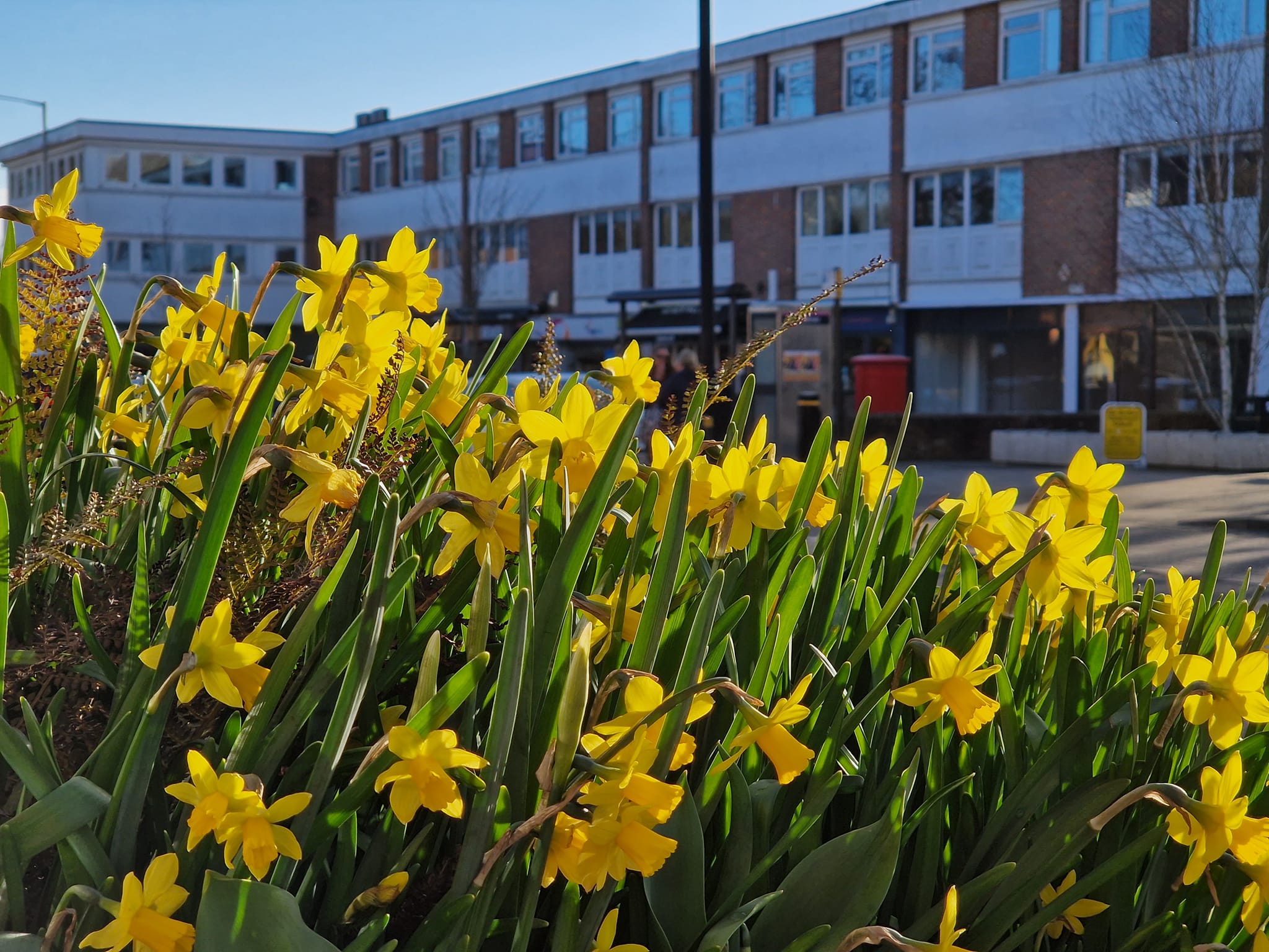 Têteàtête Daffodils Across Amersham Amersham Town Council