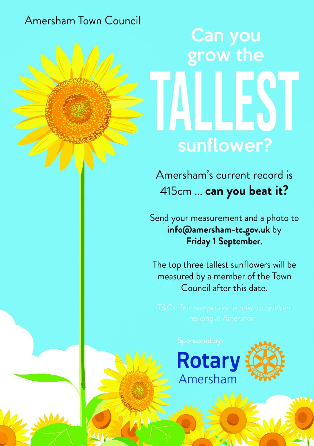 Tallest Sunflower Competition Amersham Town Council