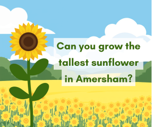 Tallest Sunflower Competition