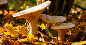 Fun with Fungi: FREE event